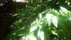 Amorphophallus taurostigma