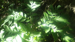 Amorphophallus taurostigma
