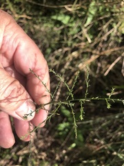 Maireana microphylla