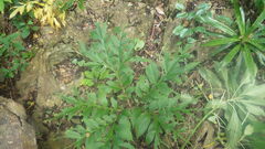 Amorphophallus taurostigma