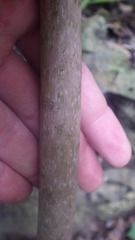 Amorphophallus taurostigma