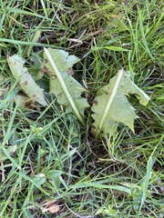 Taraxacum