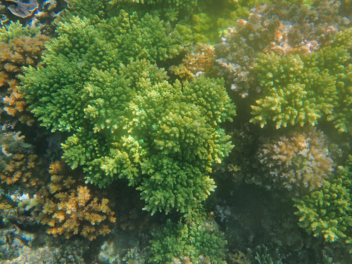 Acropora longicyathus observed 2022-08-07