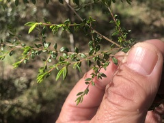 Cryptandra longistaminea