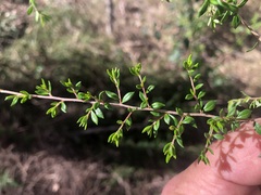 Cryptandra longistaminea