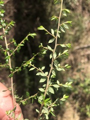 Cryptandra longistaminea