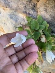 Campanula pendula