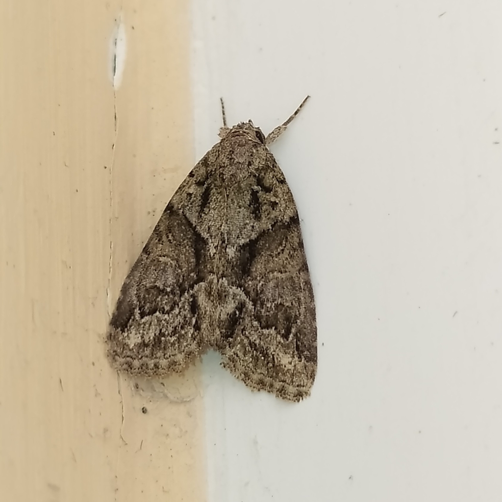 Cryphia distincta