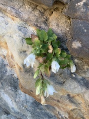 Campanula pendula