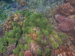 Acropora longicyathus