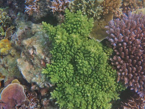 Acropora longicyathus observed 2022-08-07