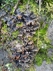 Peltigera hymenina