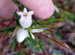 Astroloma xerophyllum