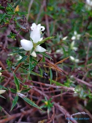 Astroloma xerophyllum