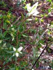 Astroloma xerophyllum