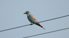 Coracias garrulus