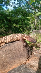 Heloderma exasperatum