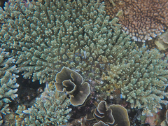 Acropora tenuis