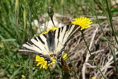 Iphiclides podalirius
