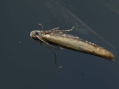 Batrachedra pinicolella