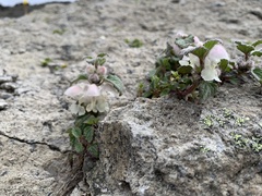 Lamium tomentosum