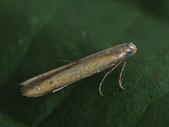 Batrachedra pinicolella