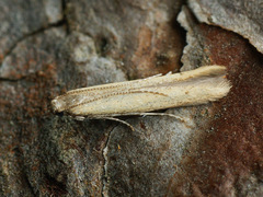 Batrachedra pinicolella