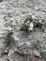 Lamium tomentosum