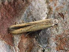 Batrachedra pinicolella