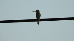 Merops persicus