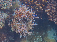 Seriatopora hystrix