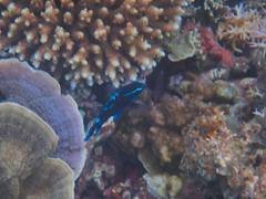 Neoglyphidodon oxyodon