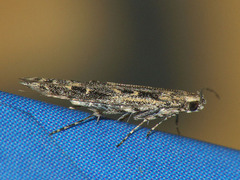 Batrachedra praeangusta