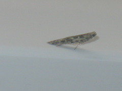 Batrachedra praeangusta