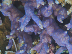 Montipora digitata