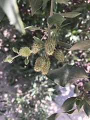 Conocarpus lancifolius