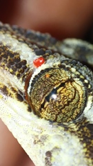 Phyllodactylus tuberculosus