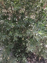 Conocarpus lancifolius