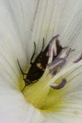 Parascythris muelleri