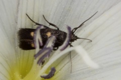 Parascythris muelleri