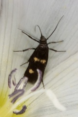 Parascythris muelleri