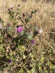 Cirsium vulgare