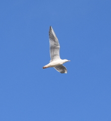 Chroicocephalus genei