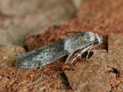 Blastobasis pannonica