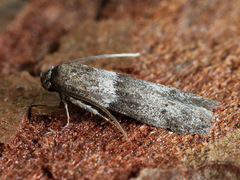 Blastobasis pannonica