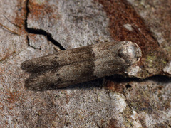 Blastobasis pannonica