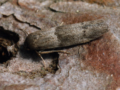 Blastobasis pannonica