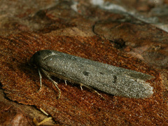 Hypatopa binotella