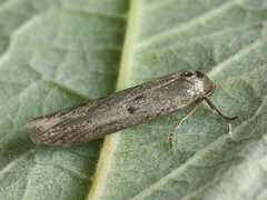 Hypatopa binotella