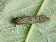 Hypatopa binotella